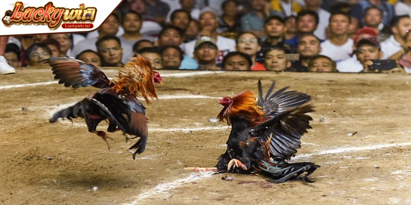 Đá gà Campuchia hình thức giải trí gắn liền với văn hóa và truyền thống
