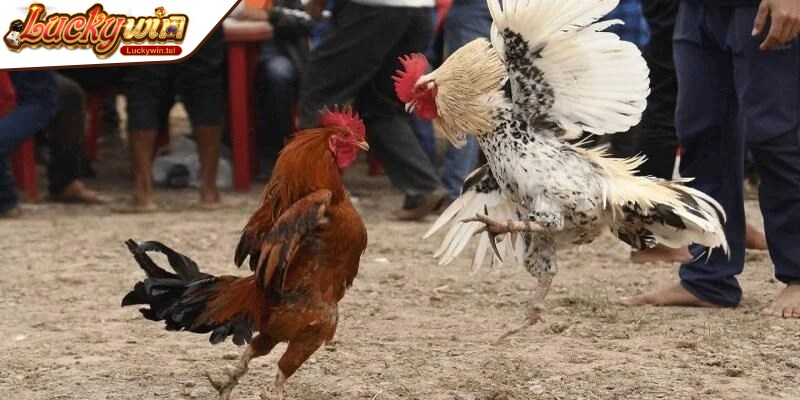 Nắm rõ những quy định và nguyên tắc cơ bản khi tham gia đấu gà cựa dao