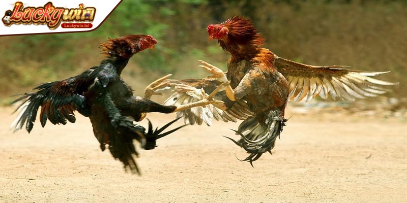 Tìm hiểu, nắm chắc các luật lệ cơ bản khi tham gia đá gà đòn