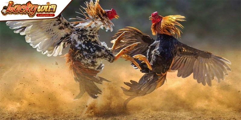 Một số giống gà đòn nổi tiếng, thường xuyên tham gia những trận đấu hấp dẫn