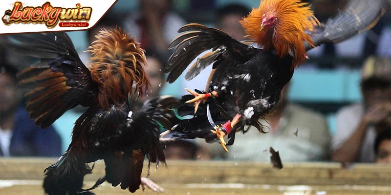 Nắm vững luật và quy định cơ bản trong đá gà Thomo nhằm nâng cao trải nghiệm