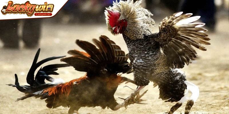 Vận dụng những chiến thuật hiệu quả giúp nâng cao khả năng chiến thắng